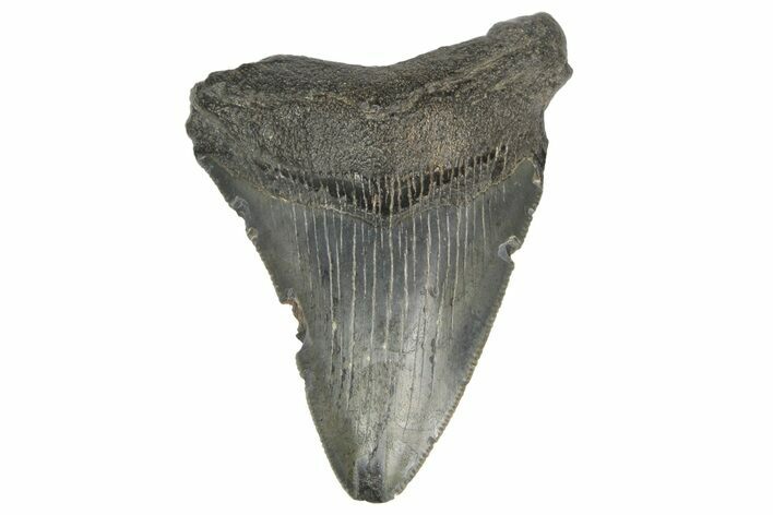 Bargain, Fossil Megalodon Tooth - South Carolina #187794